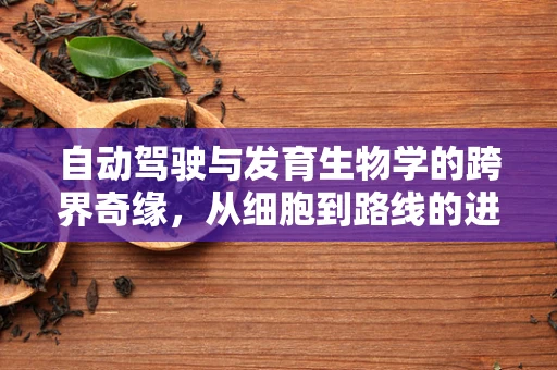 自动驾驶与发育生物学的跨界奇缘，从细胞到路线的进化论